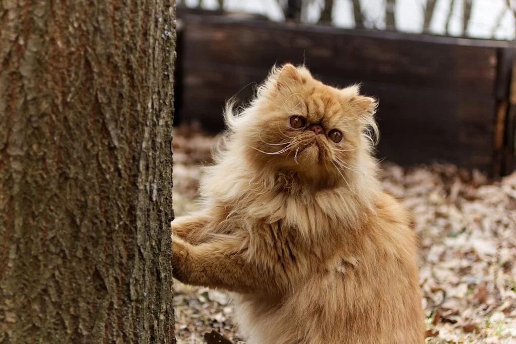 Tudo sobre gato persa