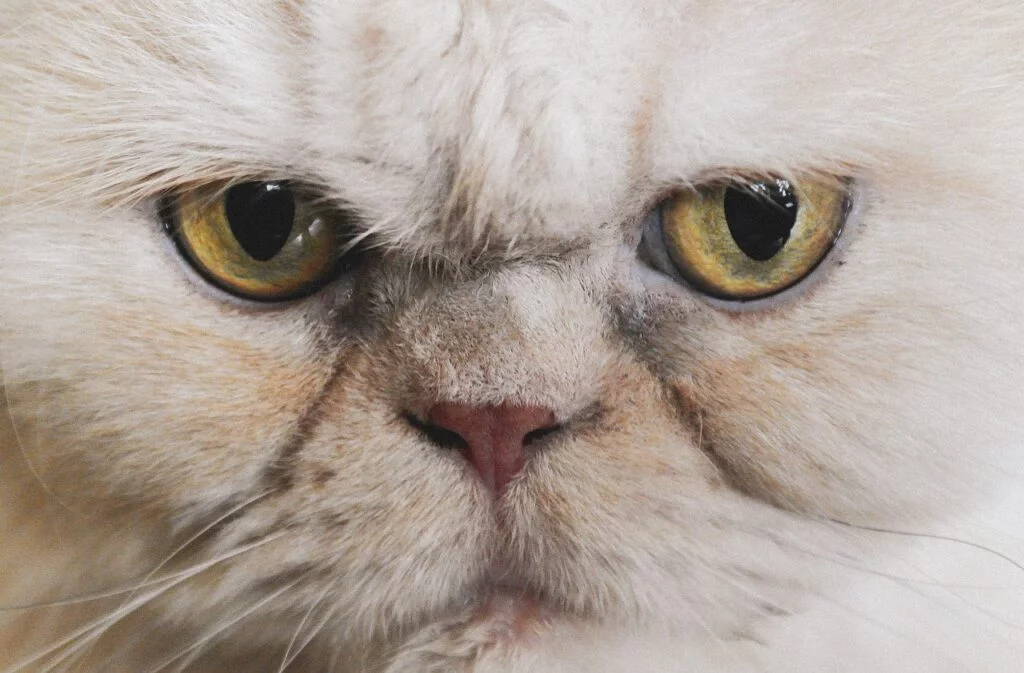 Tudo sobre gato persa
