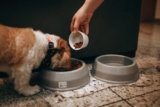 Quais são os Tipos de Ração de Cachorro?